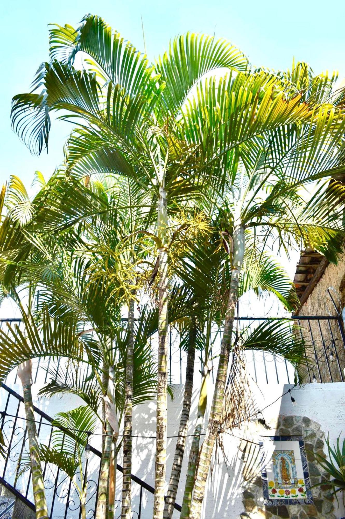 Casa Coco Hostel Santa Ana Exterior photo